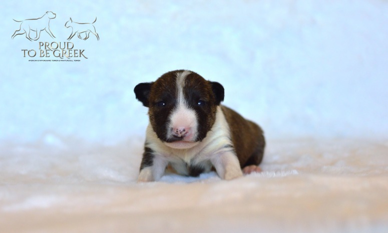 Proud to be Greek Dulce de Leche - Not Available Female