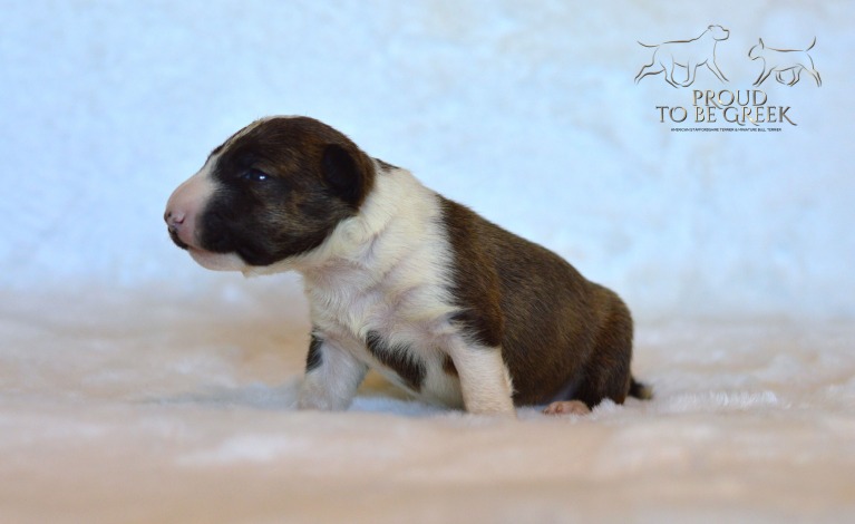 Proud to be Greek Dulce de Leche - Not Available Female