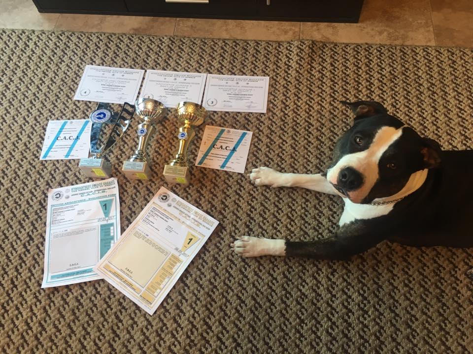 Top Amstaff Greece 2017,Top Junior Amstaff Greece 2017,Top Puppy Amstaff Greece 2016,JCh BG , JCh MK , JCh GR, Ch GR, Grand Ch GR "Ring Legend's Ronda Rosy"