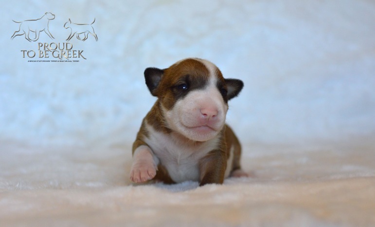 Proud to be Greek Dubai Chocolate- Not Available Male