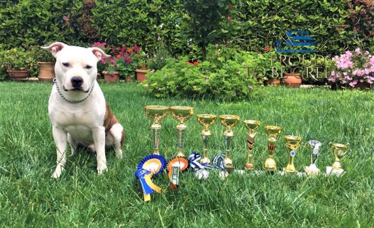 JCh GR, Ch GR, Grand Ch GR, Top Amstaff of GR 2019, GR Reproducer Champion, Veteran Ch GR, Top Amstaff of Greece 2025, Top Veteran Amstaff Of Greece 2025 Proud to be Greek Archimedes