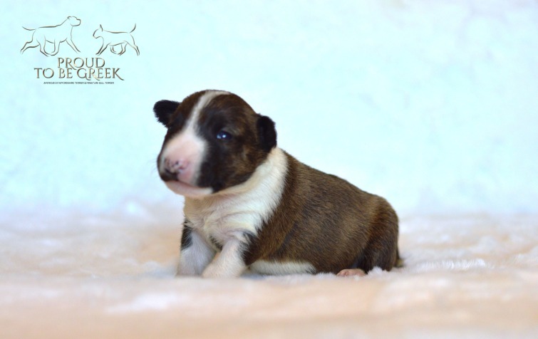 Proud to be Greek Dulce de Leche - Not Available Female